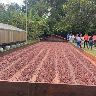 Semillas de cacao secandose